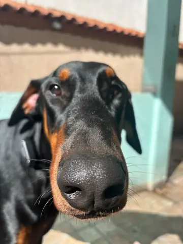 The original phone photo: a Doberman pressing its nose into the camera